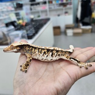 트라이 익스트림할리퀸