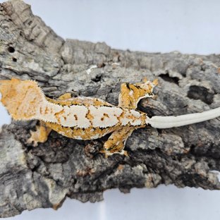 Tri Extreme Harlequin