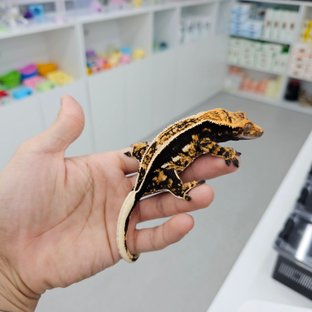 엠티백 핀스트라이프 쿼드