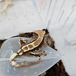 카푸치노 100%헷아잔틱