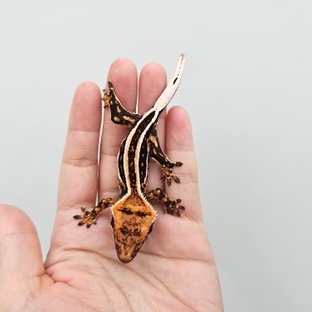 Empty Back Super Stripe