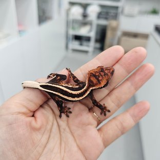 Empty Back Super Stripe