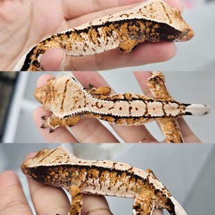 Tri Extreme Harlequin