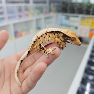 트라이 익스트림할리퀸 바브