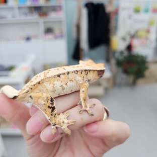 트라이 익스트림할리퀸 화이트스팟