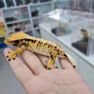 트라이 익스트림할리퀸