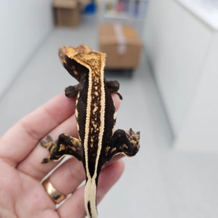 슈퍼스트라이프 엠티백