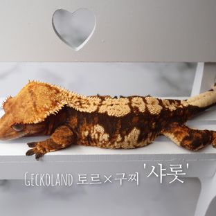 샤롯