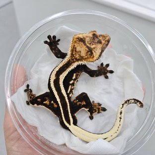 슈퍼스트라이프 엠티백