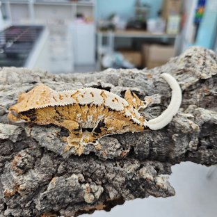 Tri Extreme Harlequin