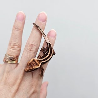 Empty Back Super Stripe