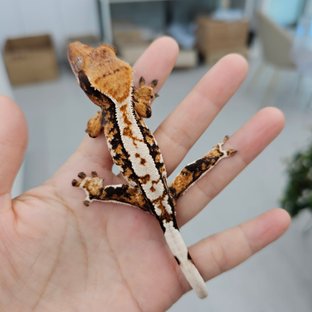 Tri Harlequin Tangerine