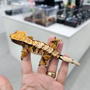 트라이 익스트림할리퀸