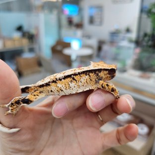 Drippy White Spot Tri Extreme Harlequin