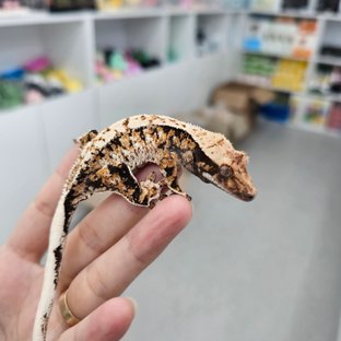 트라이 익스트림할리퀸