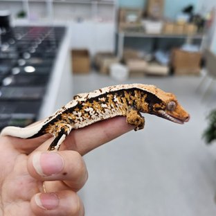 Tangerine Tri Extreme Harlequin White Spot