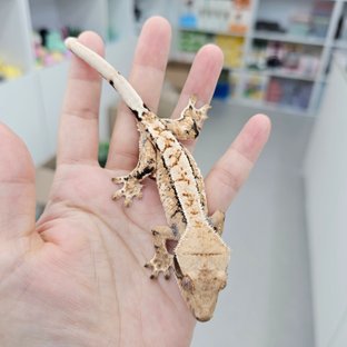 트라이 익스트림할리퀸