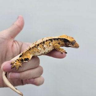 트라이 익스트림할리퀸