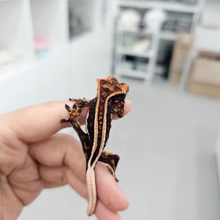 Empty Back Super Stripe