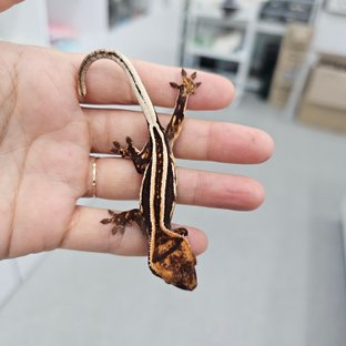 Empty Back Super Stripe