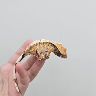 트라이 익스트림할리퀸