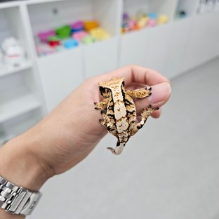 익스트림할리퀸 트라이
