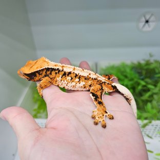 텐저린 트라이 익스트림할리퀸