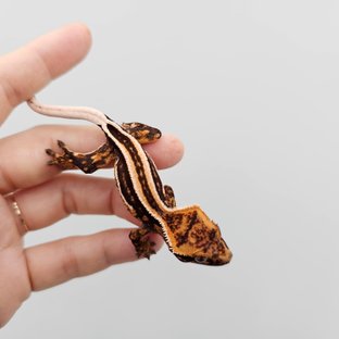 Empty Back Super Stripe