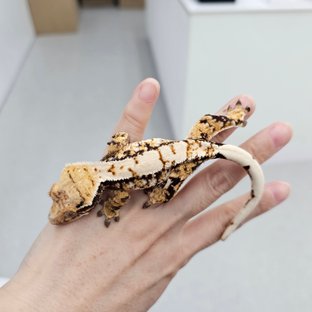 트라이 익스트림할리퀸