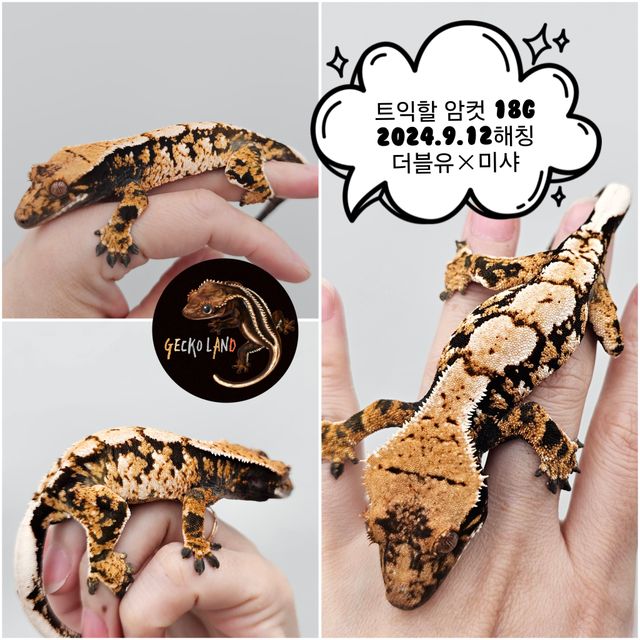 트라이 익스트림할리퀸