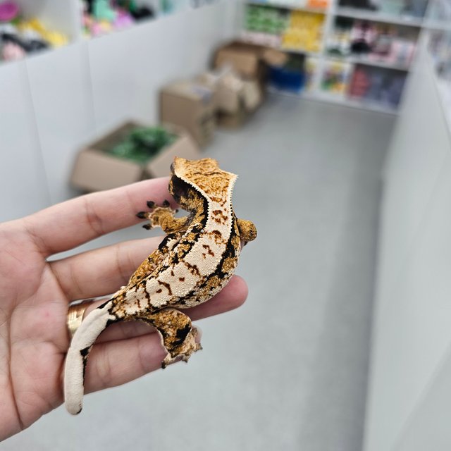 트라이 익스트림할리퀸