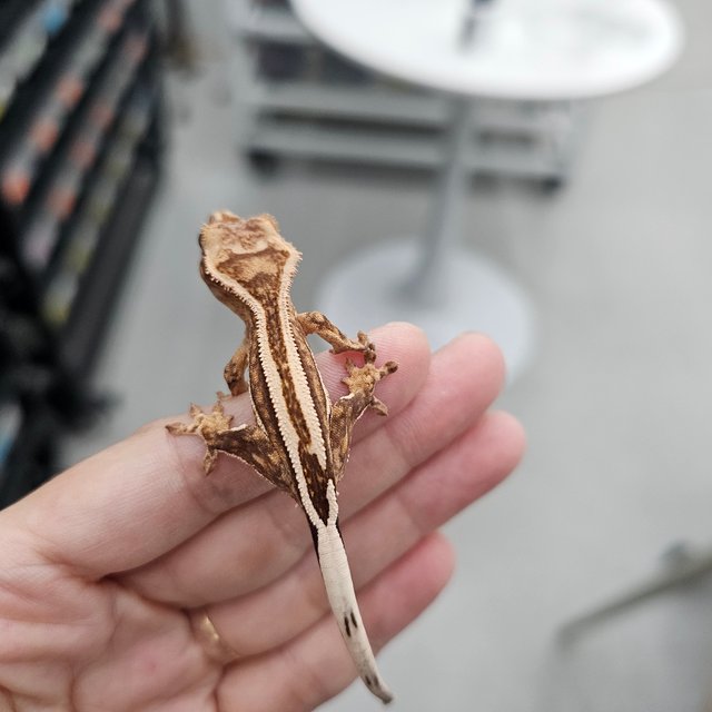 100% Het Axanthic Super Stripe