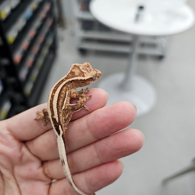 100% Het Axanthic Super Stripe