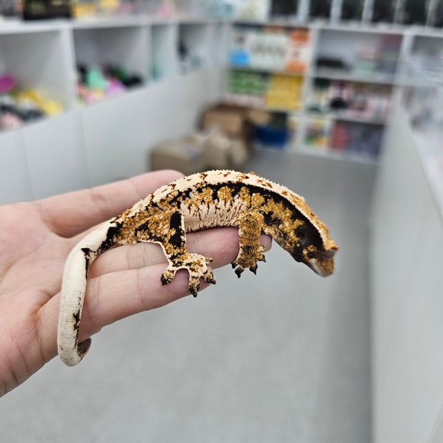 트라이 익스트림할리퀸