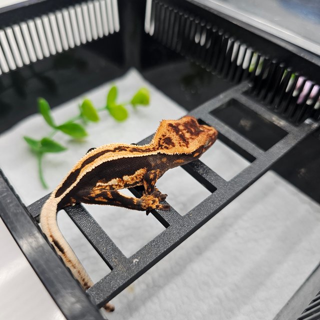 엠티백 슈퍼스트라이프