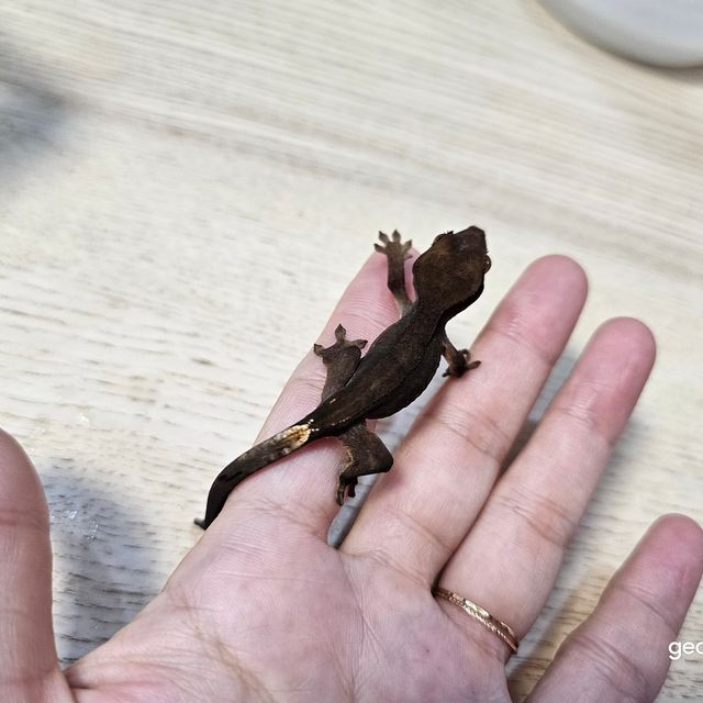 알티 챠콜