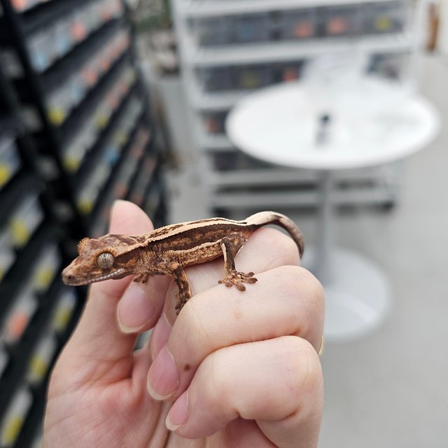 100% Het Axanthic Super Stripe