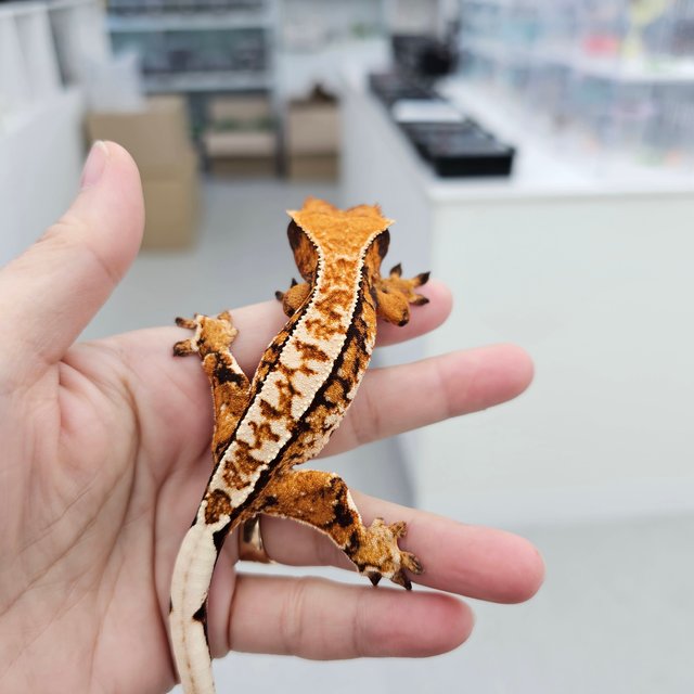 Tangerine Tri Extreme Harlequin