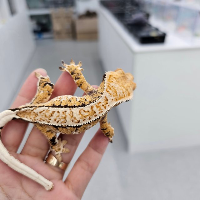 트라이 익스트림할리퀸