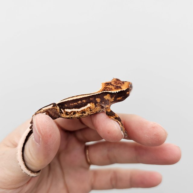 Empty Back Super Stripe