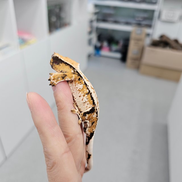 Extreme Harlequin Tri