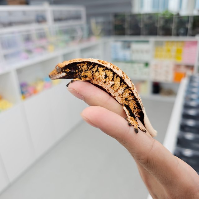 Tri Extreme Harlequin