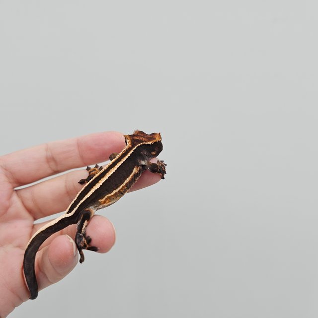 Super Stripe Empty Back