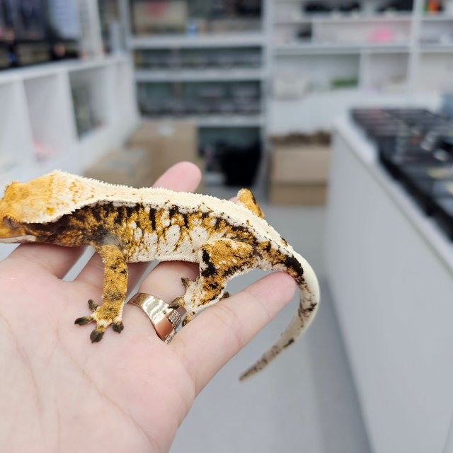 트라이 익스트림할리퀸