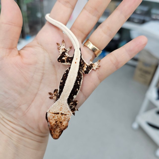 릴리화이트 100%헷아잔틱