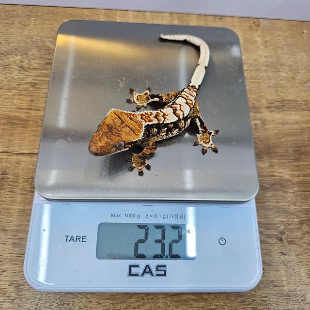 트라이 익스트림할리퀸