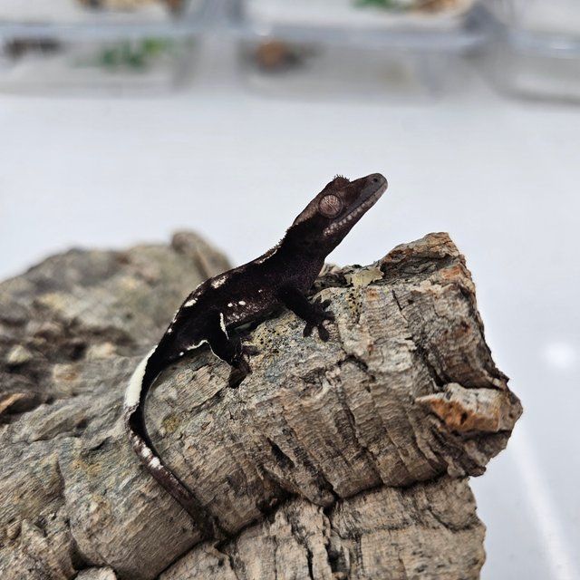 Axanthic