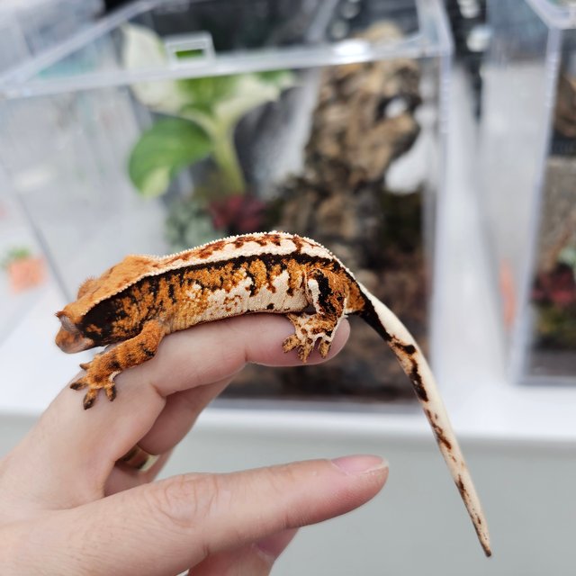 Tangerine Tri Extreme Harlequin