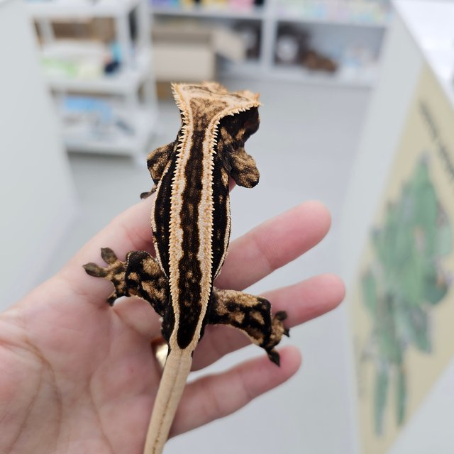 슈퍼스트라이프 엠티백