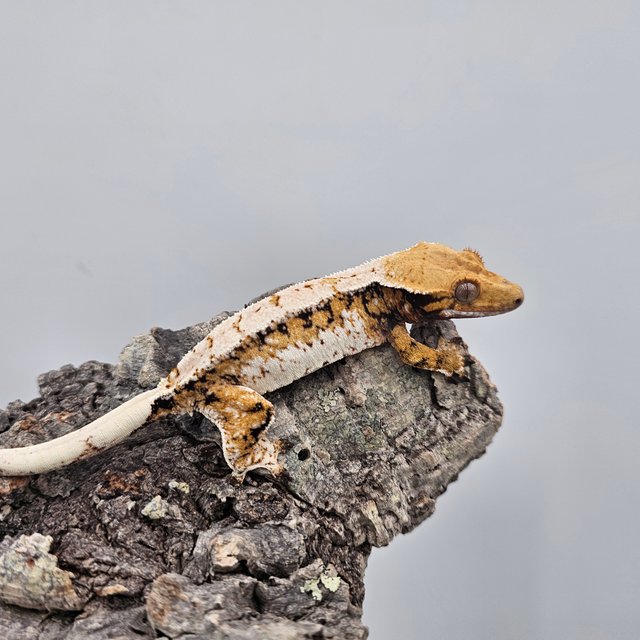Tri Extreme Harlequin